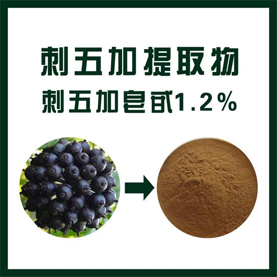 刺五加提取物,Acanthopanax senticosus extract