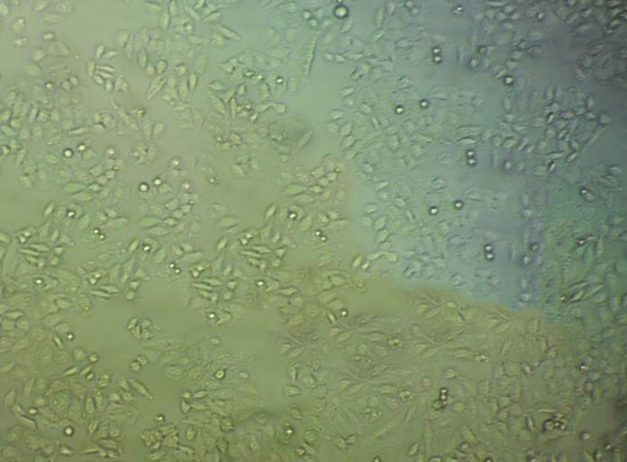 毛藓菌琼脂固体细粉末培养基3号,Trichophyton Agar #3