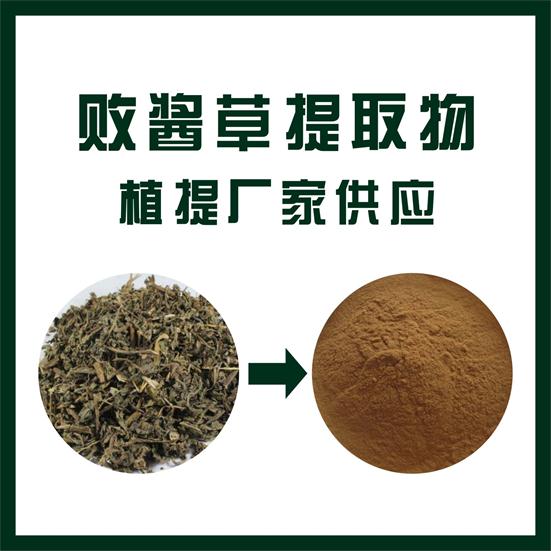 败酱草提取物,Whiteflower Patrinia extract