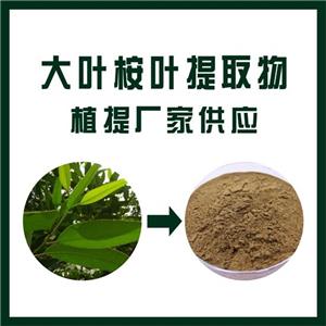 大叶桉叶提取物,Eucalyptus grandis leaf extract