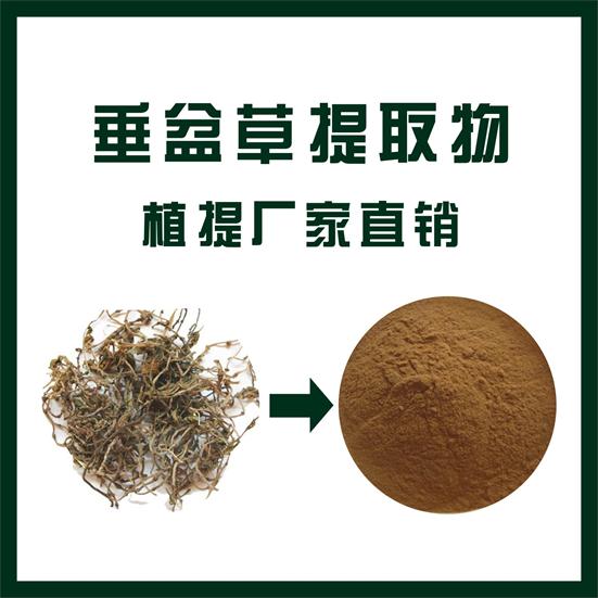 垂盆草提取物,Sedum sarmentosum extract