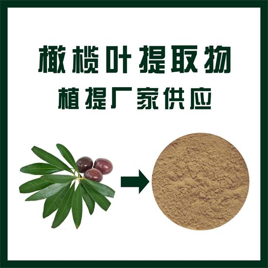 橄榄叶提取物,Olive leaf extract