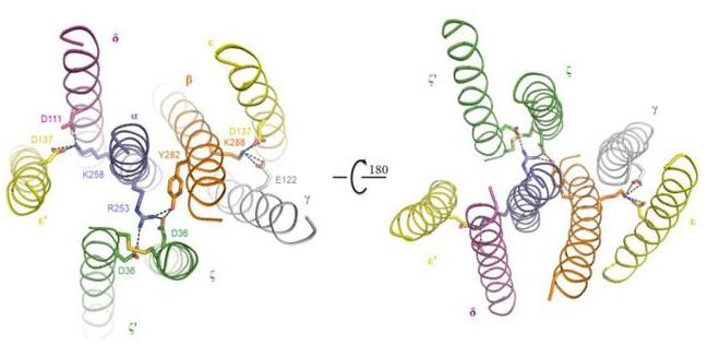 重组人CD3 epsilon蛋白丨人CD3ε重组蛋白,Recombinant Human CD3 epsilon Protein