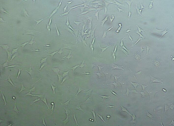 改良卵磷脂琼脂固体细粉末培养基,Modified Letheen Agar Base