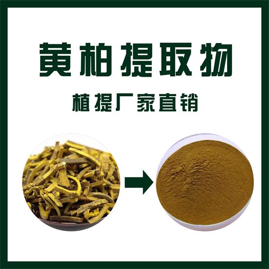 黄柏提取物,Phellodendron amurense extract