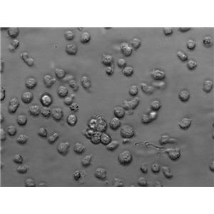 强化梭菌琼脂固体细粉末培养基