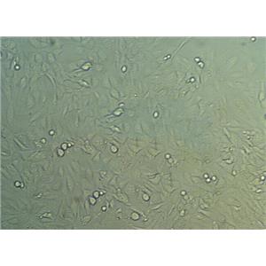 滤膜肠球菌琼脂固体细粉末培养基,Membrane-filter Enterococcus Selective Agar