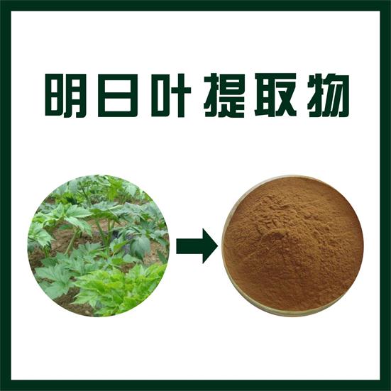 明日叶提取物,Angelica keiskei extract