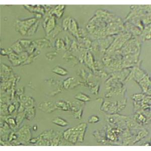 淋病奈瑟菌增菌固体细粉末培养基