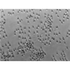 肠球菌琼脂固体细粉末培养基