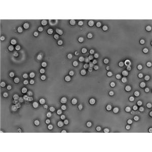 气单胞菌琼脂固体细粉末培养基