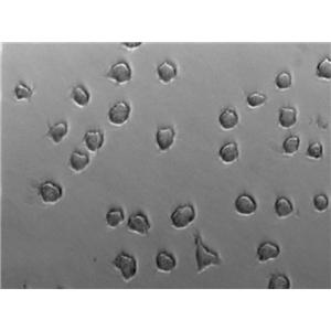 气单胞菌鉴别琼脂固体细粉末培养基