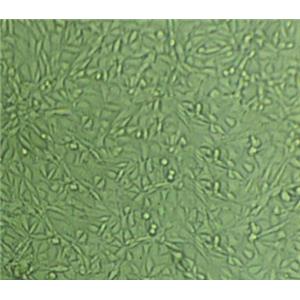 强化梭菌粉末基础培养基,Reinforced Medium for Clostridia
