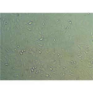 抗生素粉末基础培养基3号,Penassay Broth