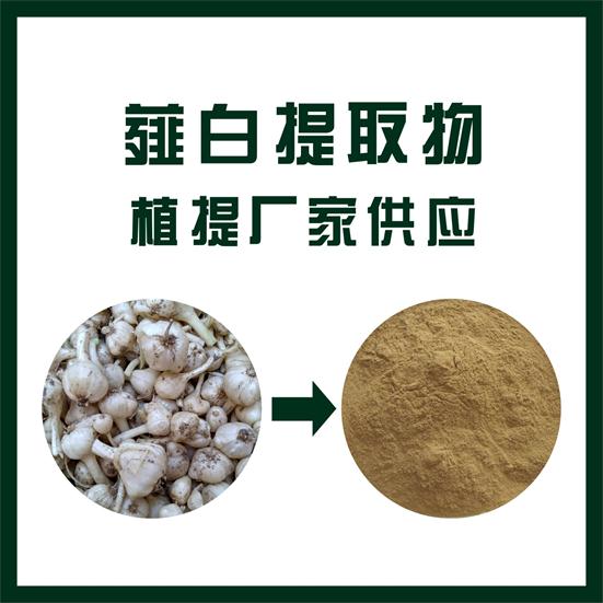 薤白提取物,Allium macrostemon extract