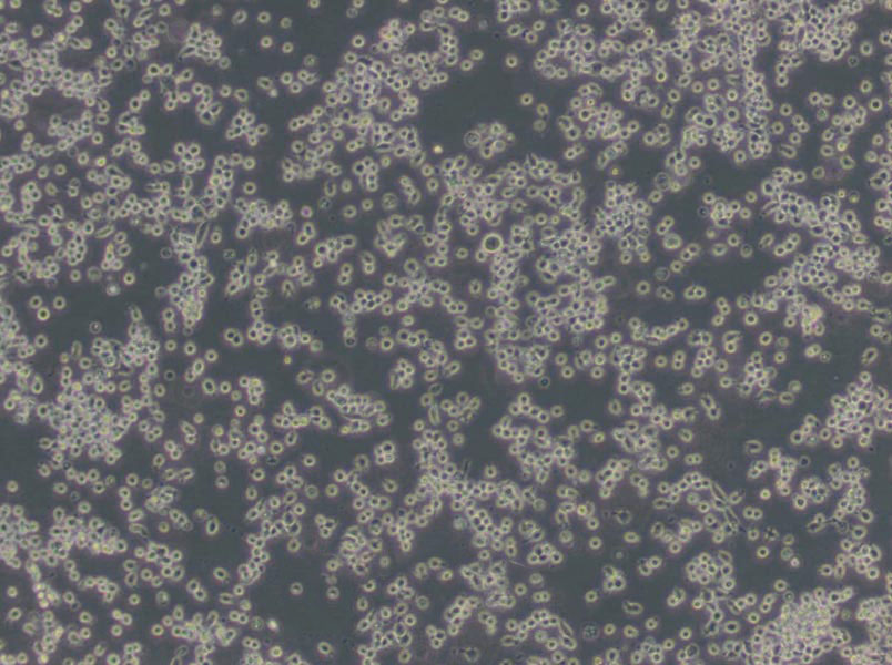 LAMVAB琼脂粉末基础培养基,LAMVAB Agar Base