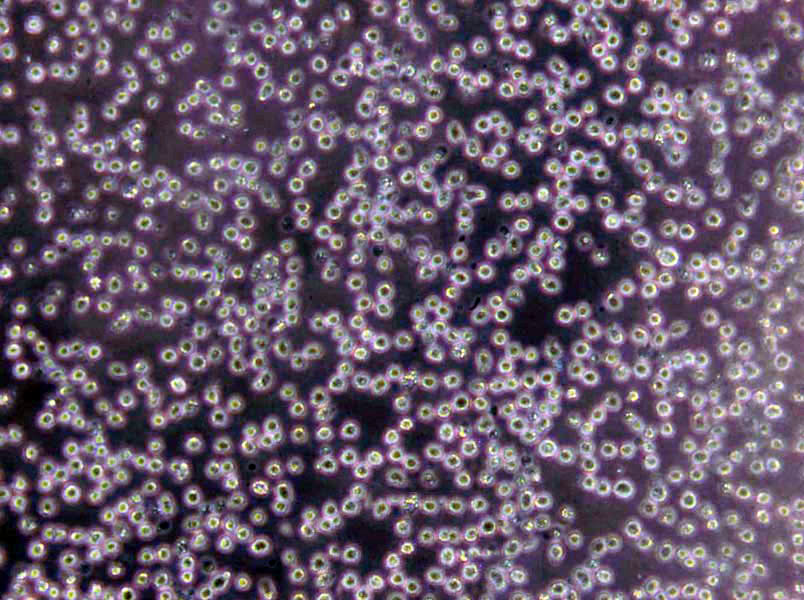 乳酸桿菌選擇性瓊脂粉末基礎(chǔ)培養(yǎng)基,Lactobacillus Selective Agar