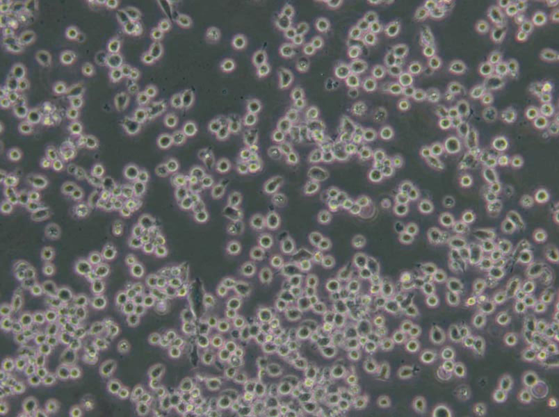 双歧杆菌生化管用粉末基础培养基,Bifidobacterium Biochemical tests Base Medium