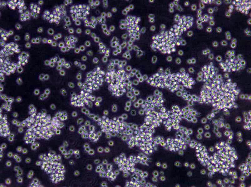 mCPC琼脂粉末基础培养基,Modified Cellobiose-Polymyxin B-Colistin Agar Base