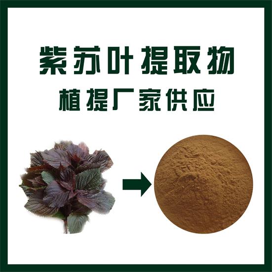 紫苏叶提取物,Perilla leaf extract