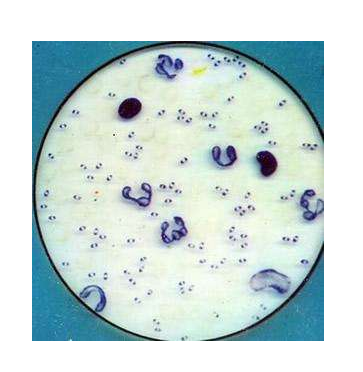 多杀性巴氏杆菌