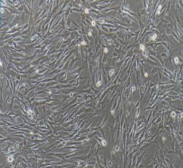 BT-325瘤细胞人脑多形性胶质母细胞
