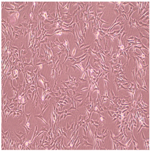 BRL-3A大鼠正常肝细胞