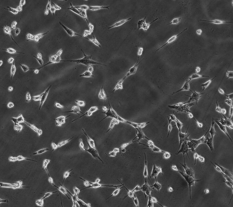 PA319人大腸癌細(xì)胞