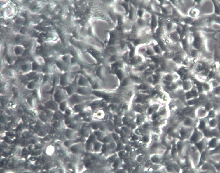 PC-3前列腺癌细胞