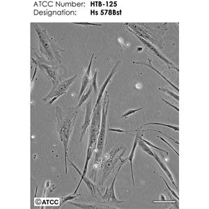 COC1人卵巢癌细胞