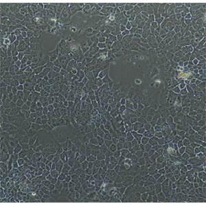 COS-1非洲绿猴SV40转化的肾细胞