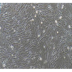HBZY-1大鼠肾内膜细胞