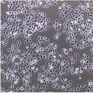 NCI-H446肺癌细胞人小细胞