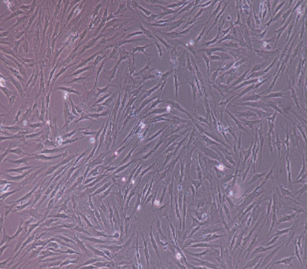 RPMI8226人多发性骨髓瘤细胞