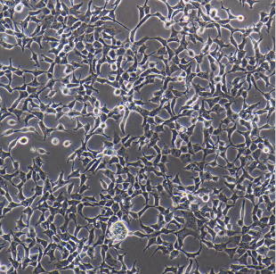 小鼠白血病紫杉醇耐藥株L1210/Taxol