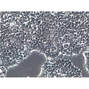 MT-4白血病细胞人T细胞