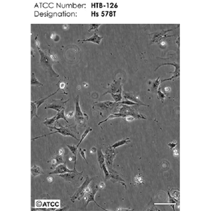 NCI-H1563人肺癌细胞