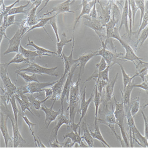 LN229人胶质瘤细胞