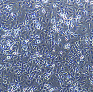 caski细胞图片