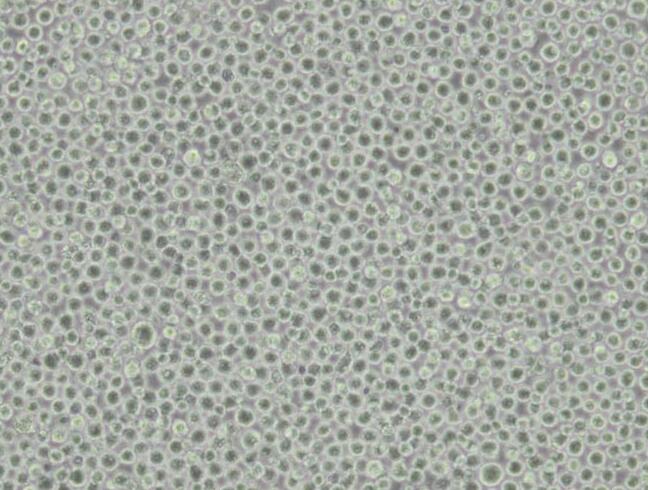 SU-DHL-10淋巴瘤细胞人B细胞,CaSki