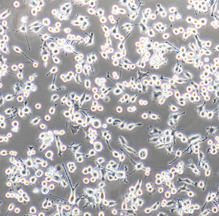 3T3-L1小鼠胚胎成纤维细胞,CaSki