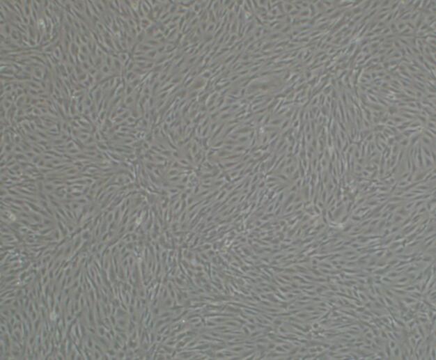 caski细胞图片