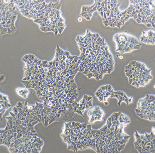 PK-15猪肾细胞,CaSki