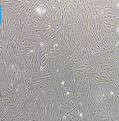ST猪睾丸细胞,CaSki