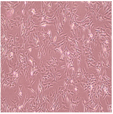 SW579[SW579人甲状腺鳞癌细胞,CaSki