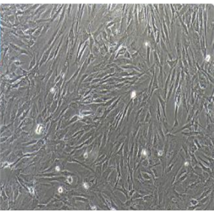 NCI-H526肺癌细胞人小细胞