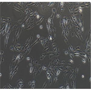 FRhK-4恒河猴胚肾细胞