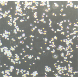 KG-1人急性骨髓性白血病细胞