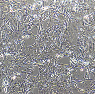 白血病THP-1人单核细胞,CaSki