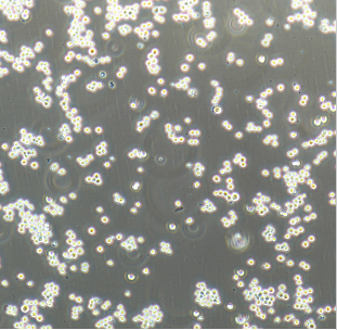 293T/17人胚腎細(xì)胞